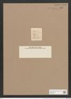Navicula lanceolata var. minuta Rabh. (de-Toni-Nr.: Genus 1, Species 141) Zeichnungen Sammlung Grunow Nr. 447 (NHMW-BOT-W0366766)